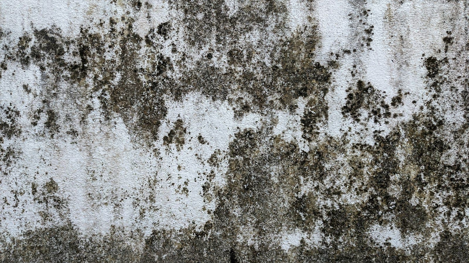 Dark mold colonies spreading across a white painted wall